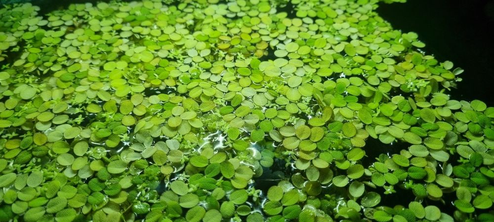 Roślinka pływająca do akwarium