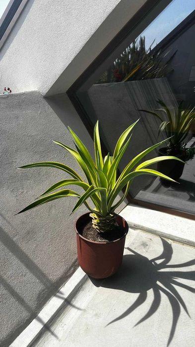 Vaso decorativo Ø30x35 + planta incluída (oferta)