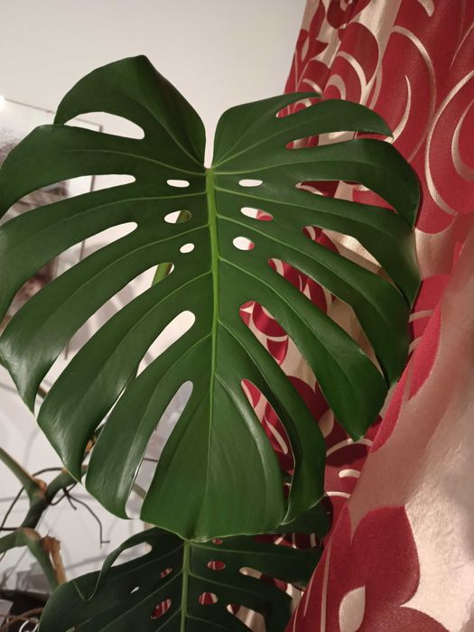 Monstera około 160-170cm