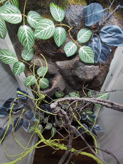 Terrarium nr716  tropikalne dla kameleona 50/50/100 DOSTĘPNE