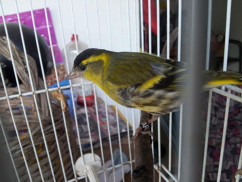 Lugres machos, faço envios