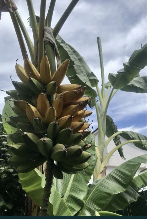 Bananeiras em vaso