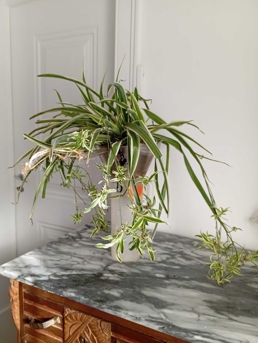 Planta natural Chlorophytum