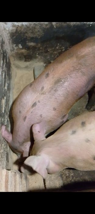 Дві свинки на свиноматки