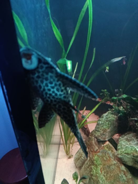 Pleco leopardo 20/25 cm