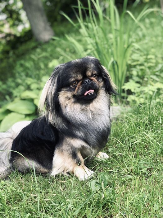 Пекінес , злучка , в‘язка, шукає дівчину, пару