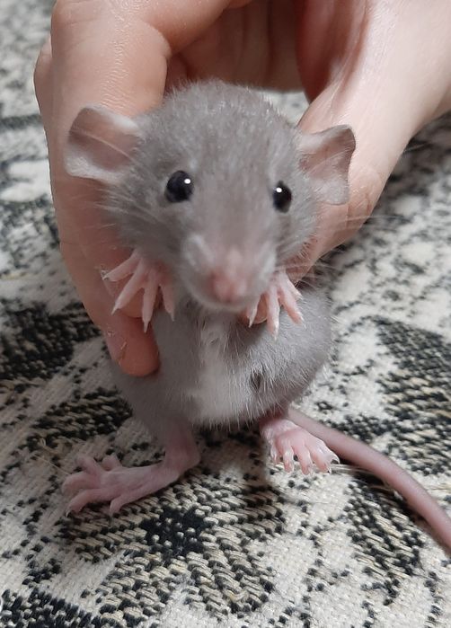 Крыса Дамбо девочки и мальчики, пятнистые + клетка,  гамак