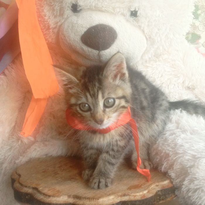 Кошеня дівчинка в любяшую родину