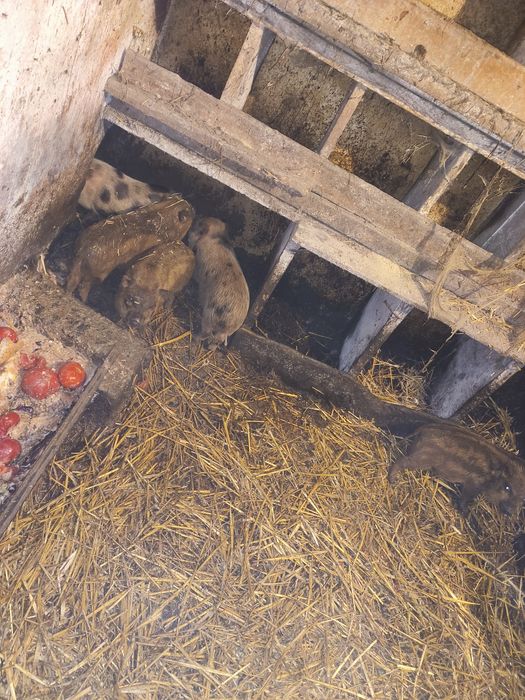 Prosiaki wietnamskie