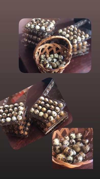 Перепілки. Перепелині яйця.