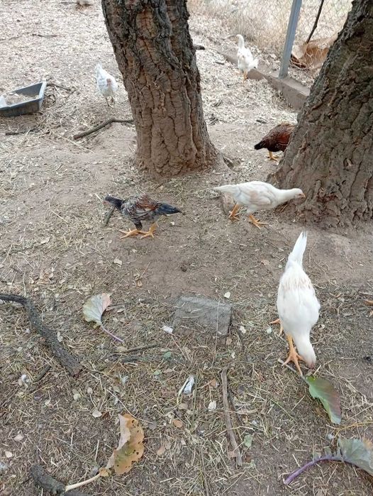ovos galados várias raças, e frangos GIRANDOLA,