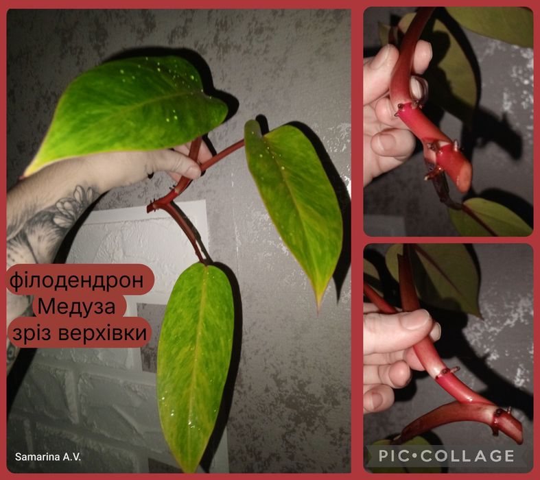 Невибагливі кімнатні рослини. Філ Медуза. Шлюмбергера. Цикламен