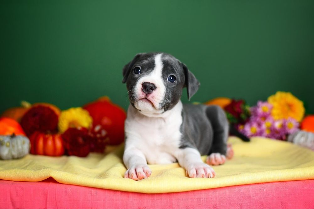 Дівчинка амстафф