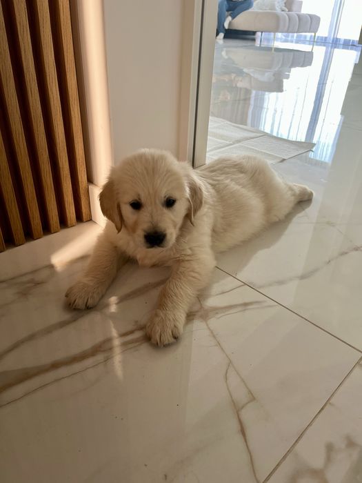 Szczenię SUCZKA Golden Retriever GOTOWA DO ODBIORU