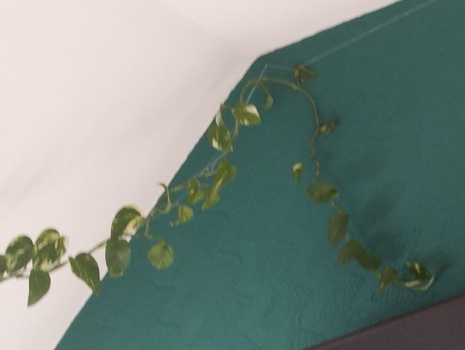 Kwiat Epipremnum wyhodowany, długi