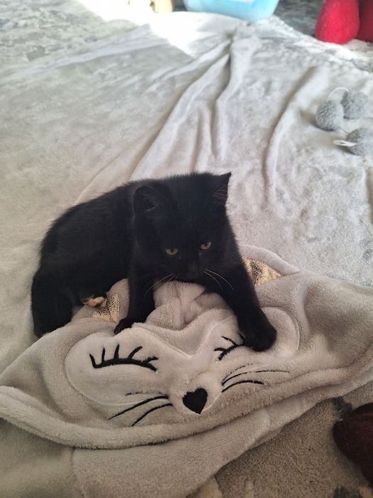 Хлопчик в хороші руки