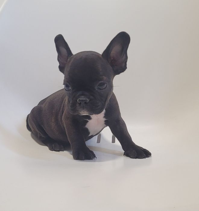 Bulldog francês macho
