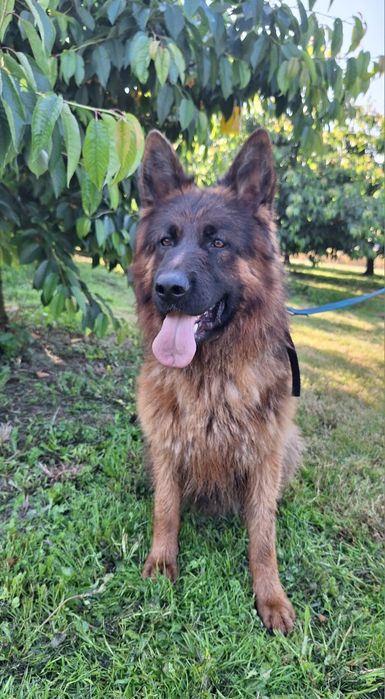 Owczarek niemiecki długowłosy