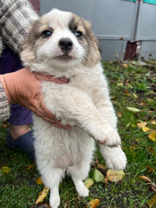 Малюки шукають добрих та люблячих людей.