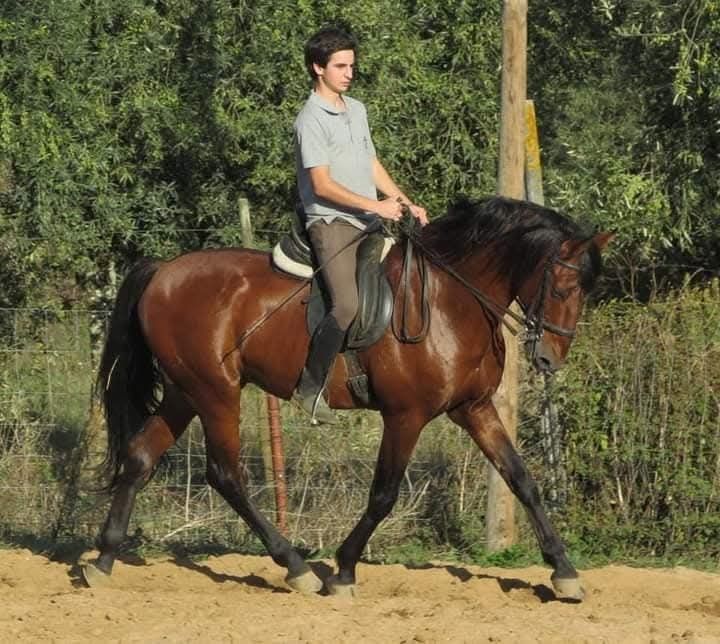 Garanhão lusitano pontuado