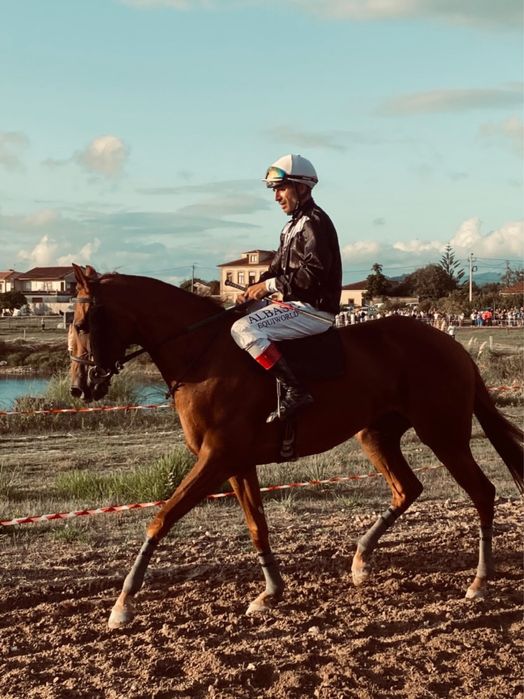 Vendo Egua Puro Sangue Inglesa