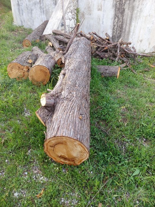 Vendo madeira tronco de cedro não e lenha e madeira boa