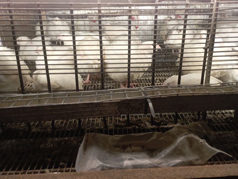 Перепела и перепелиные яйца