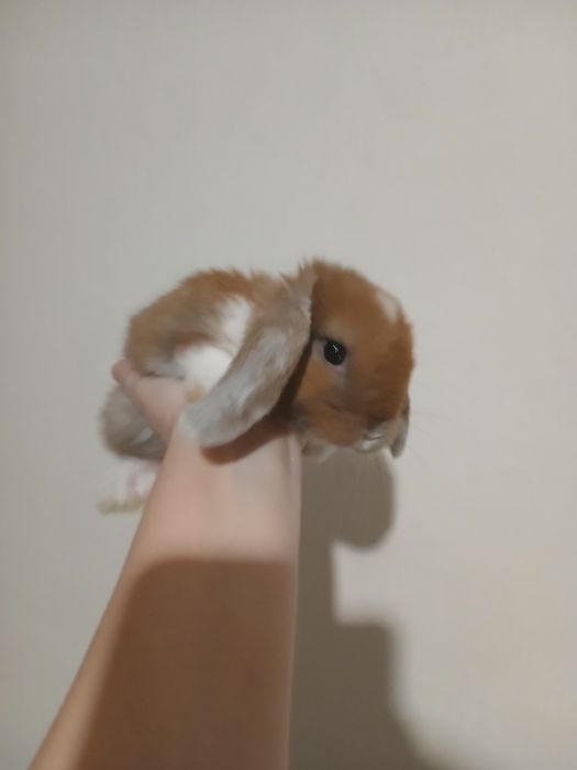 Декоративні кроленята