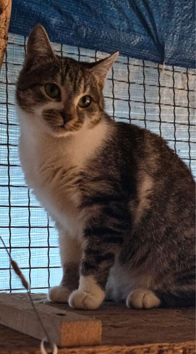 Молоді котики в добрі руки