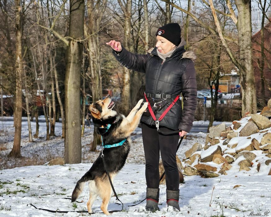 Słodki, niewielki kundelek do adopcji! Poznaj jego cudowne imię.