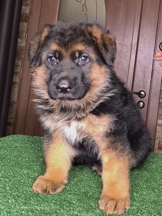 Високородне цуценя німецької вівчарки