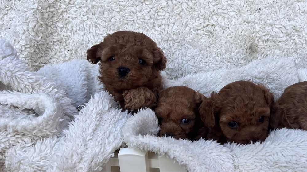 Пуделяшки дітки