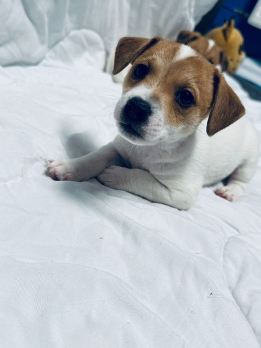 Suczki Jack Russell terrier
