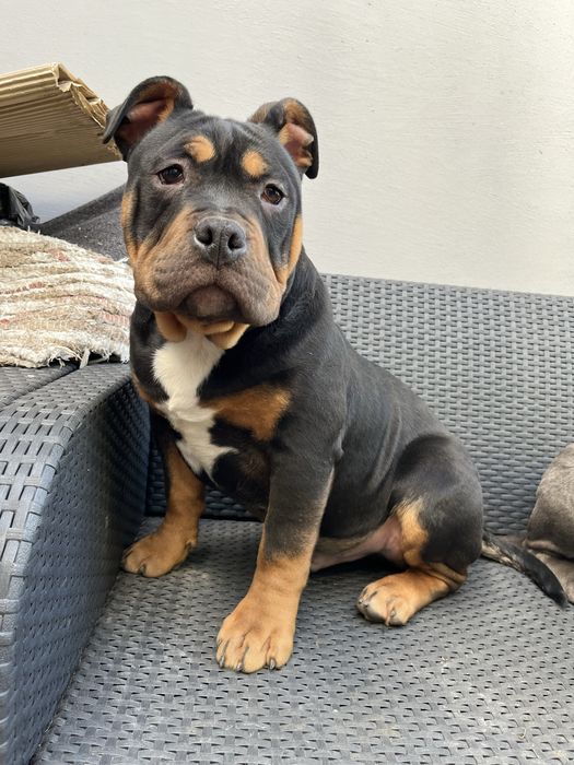 Piesek rasy  American Bully