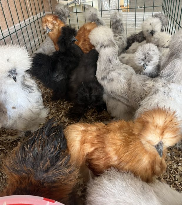 Casais de Sedosas do Japão linha USA