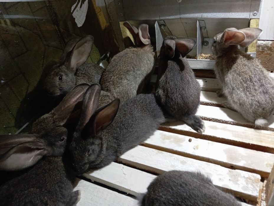 Продам кроликів.
