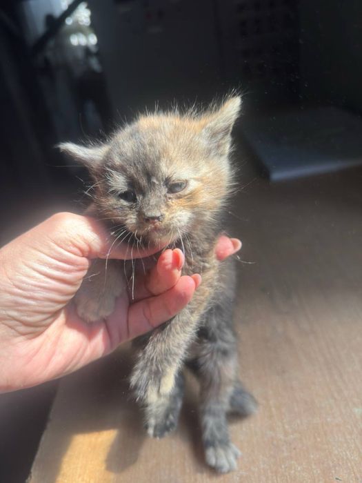 Віддаю котеня в добрі руки