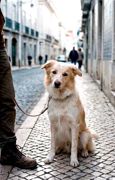 Dog walking, Pet sitting, Pet Care, Passeios de animais, Levamos o seu animal ao veterinário,