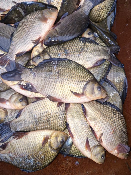 Narybek i kroczek karpia