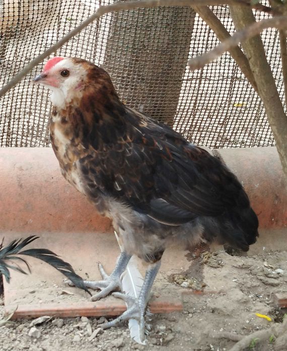 Galo ovos azuis