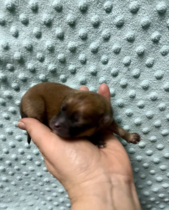 szpic miniaturowy  - do rezerwacji