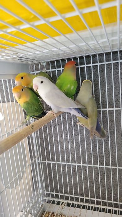 Aves disponíveis cerca de 40 de várias raças e cores