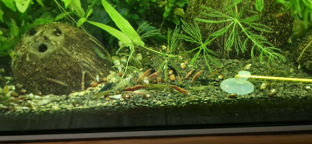 Krewetki neocardiana mix