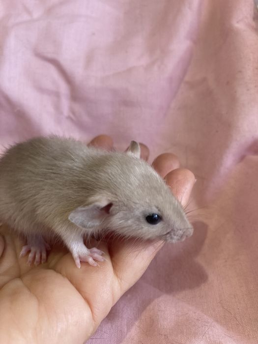 Крысёныш дамбо .