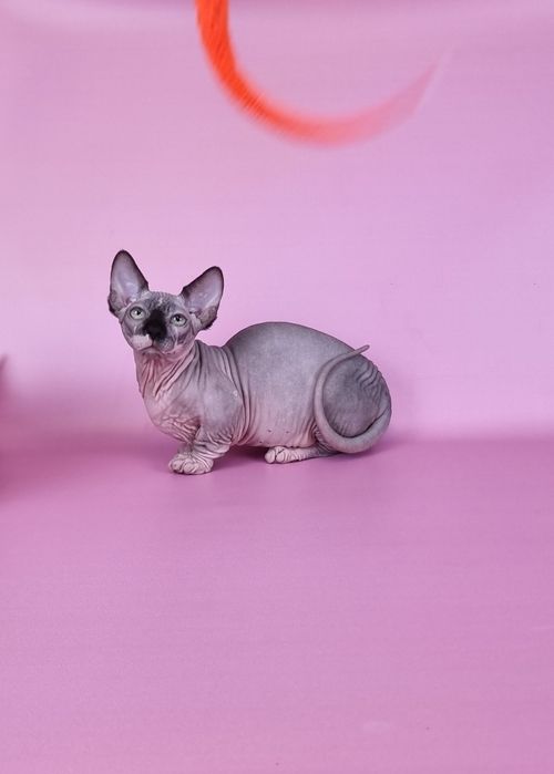 Бамбино мальчик предлагается