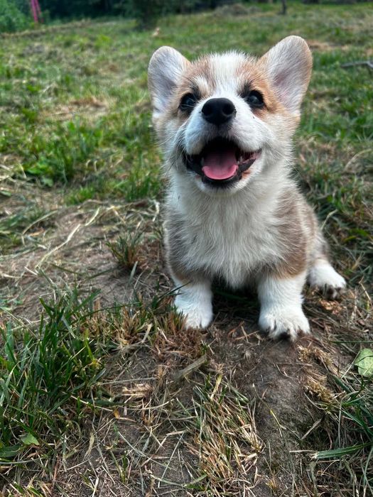 Welsh corgi pembrok pies Bentley Kusy