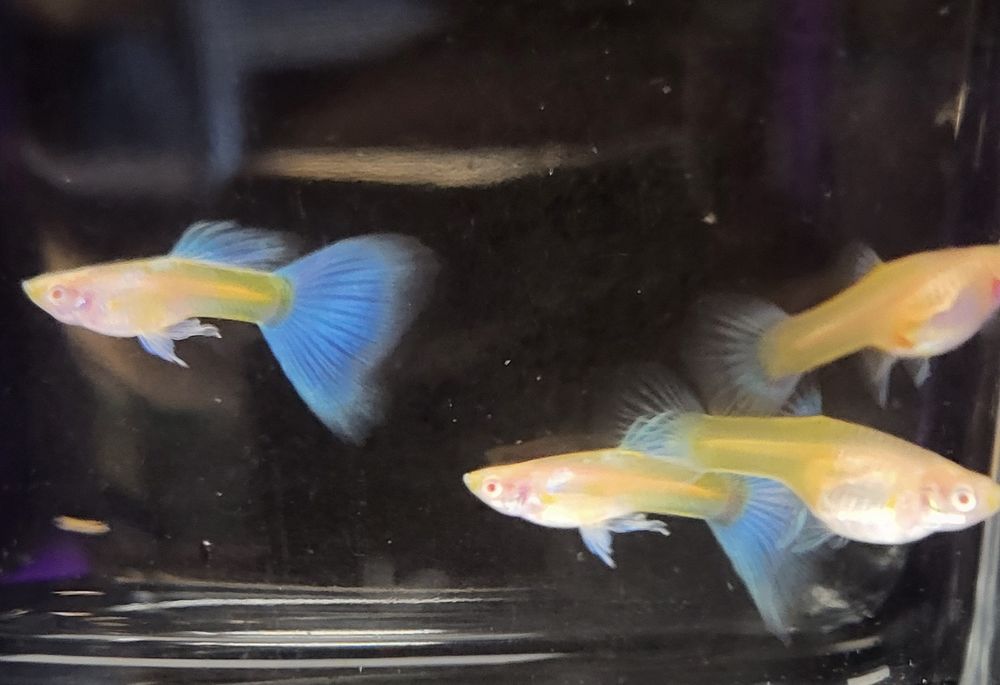 Gupik Albino Topaz Blue