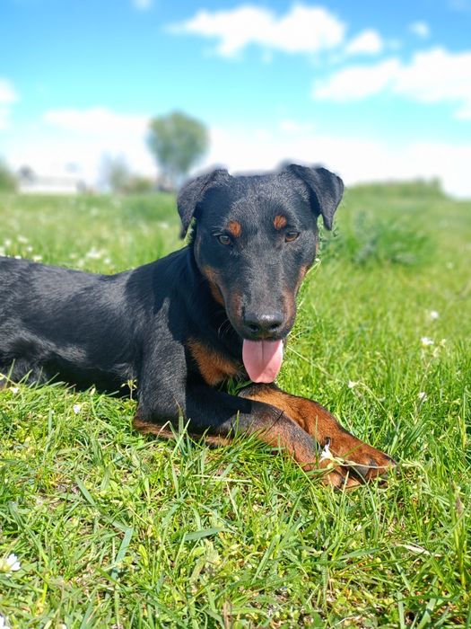 Ягдтерєр для вязки