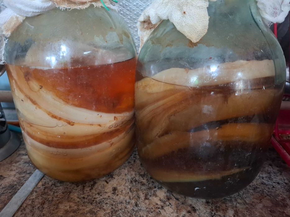 Продам Комбучу Гриб чайний