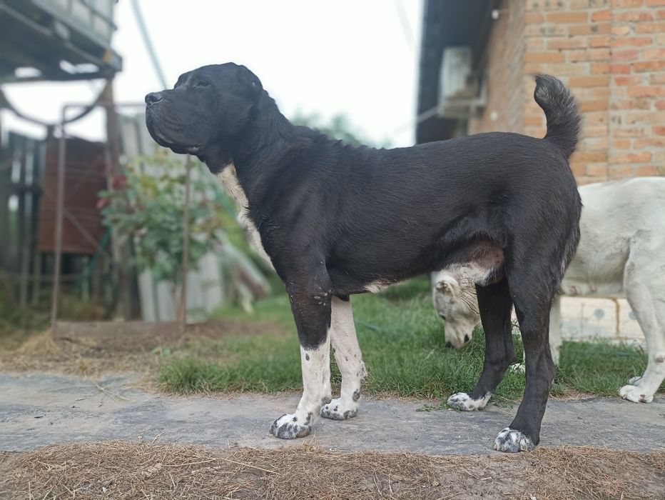 В'язка. САО. Алабай. Середньоазіатська вівчарка.
